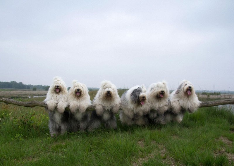 rendkivul fotogen juhaszkutya testverek13 800x567 1