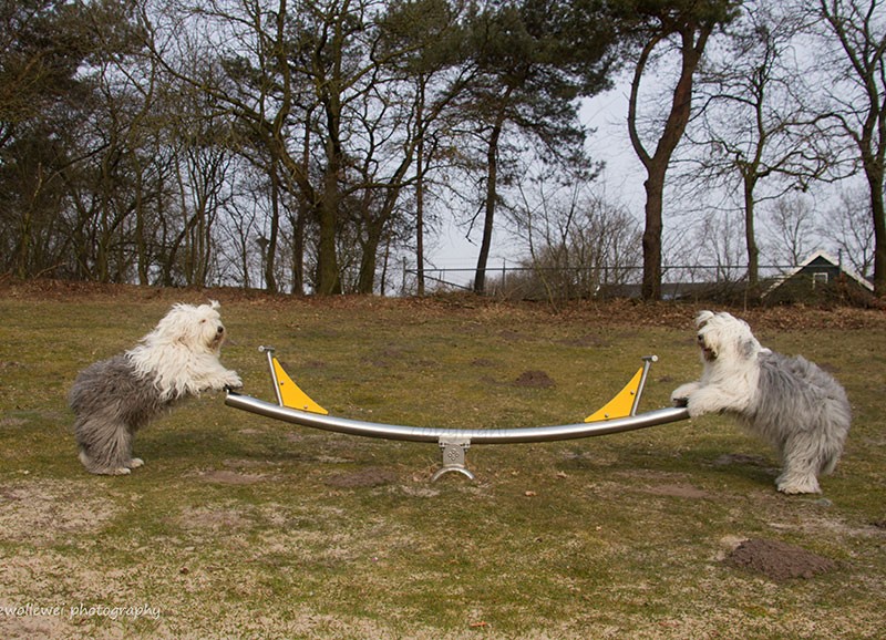 rendkivul fotogen juhaszkutya testverek14 800x578 1