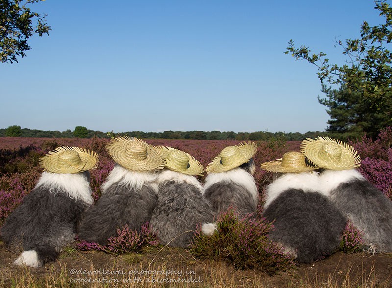 rendkivul fotogen juhaszkutya testverek20 800x587 1