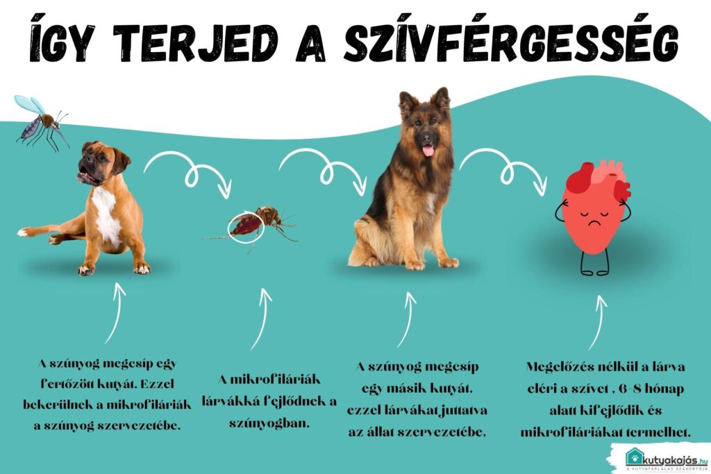 szivfergesseg terjedese