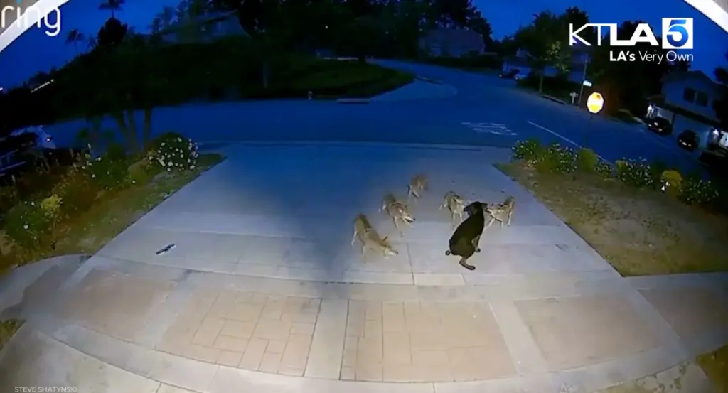 🐾 Egyedül öt ellen: Duke, a bátor kiskutya, aki szembeszállt a prérifarkasokkal 1 40 m huntley circle near 105136443