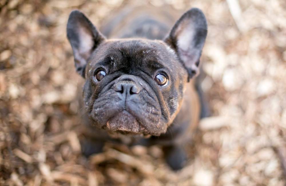 Francia bulldog nevelese