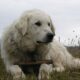 Kuvasz_named_Kan