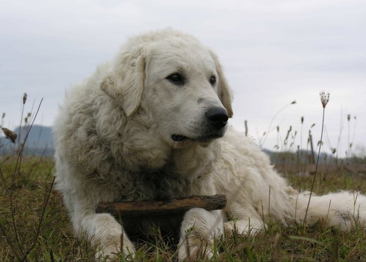 Kuvasz_named_Kan