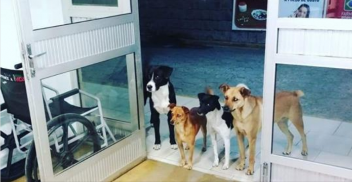 az apolok azt vettek eszre hogy a korhaz ajtaja elott tobb kutya varakozik ekkor meg nem gondoltak hogy egy betegukre varnak