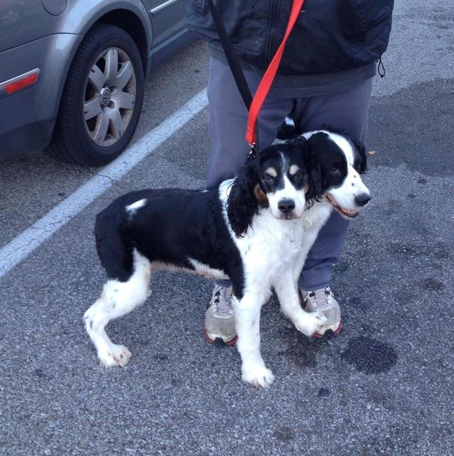 📸 Tökéletes pillanatban kattintva – nevetés garantált! 22 remekul elkapott pillanatok kutyakrol 22