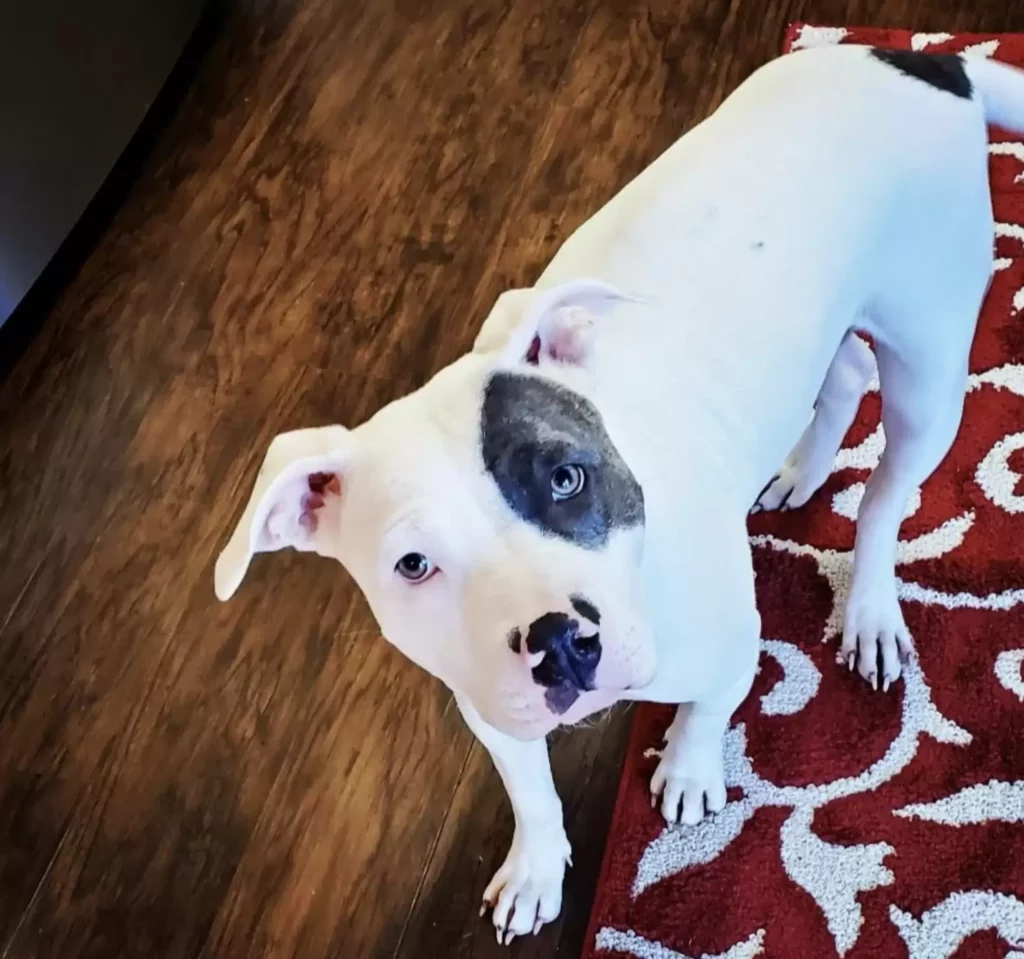 Azonnali szerelem: A pitbull, aki öleléssel köszönte meg az örökbefogadást 3 scale 1 4