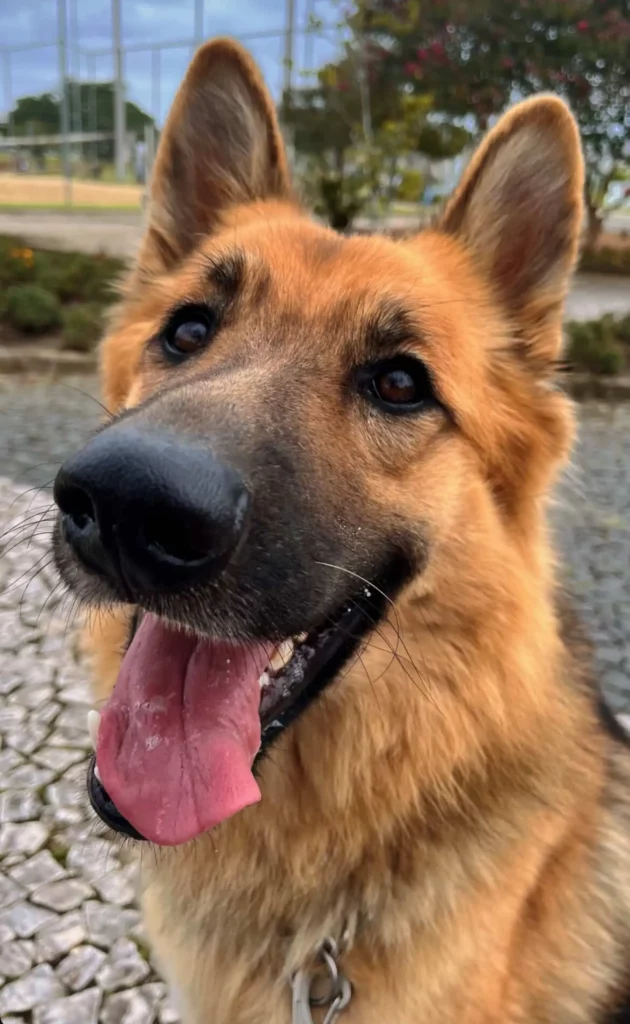 Otto, a kerítés mögött élő „rosszfiú”, akit egy kislány szelídített meg 3 scale 1 9