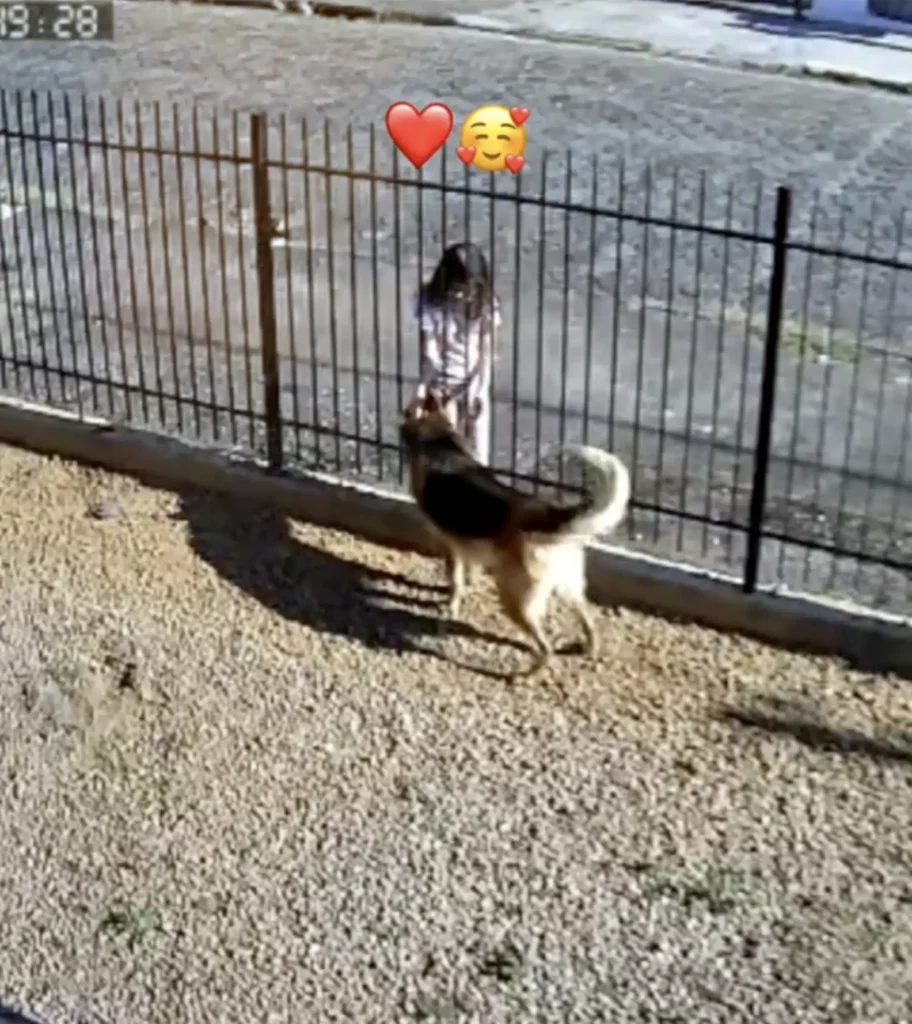 Otto, a kerítés mögött élő „rosszfiú”, akit egy kislány szelídített meg 2 scale 18