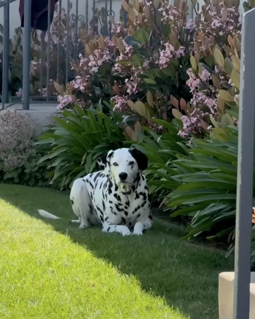 A környék legéhesebb vendége: egy dalmata, aki mindig tudja, hol fő a vacsora 3 scale 2 8