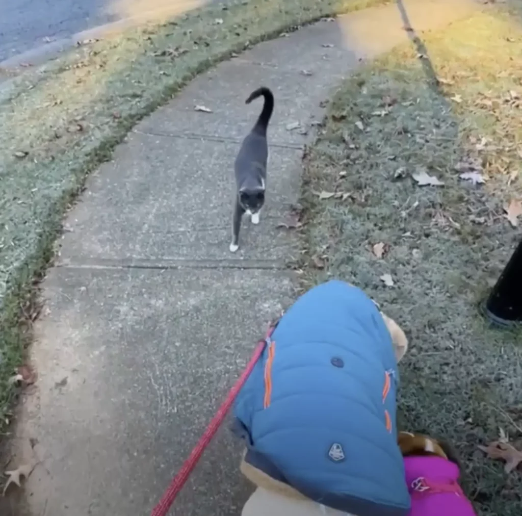 scale 31