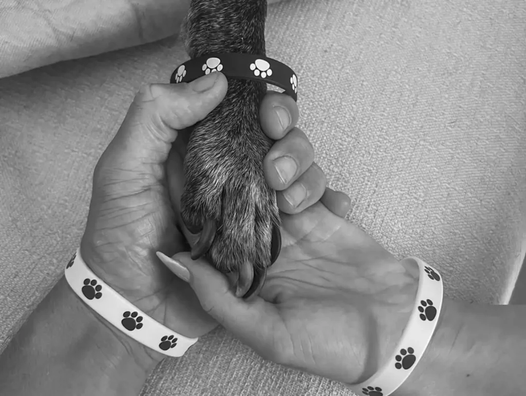 Jack utolsó tánca – egy kutya búcsúja a szerelmesek esküvőjén 5 scale 4 16