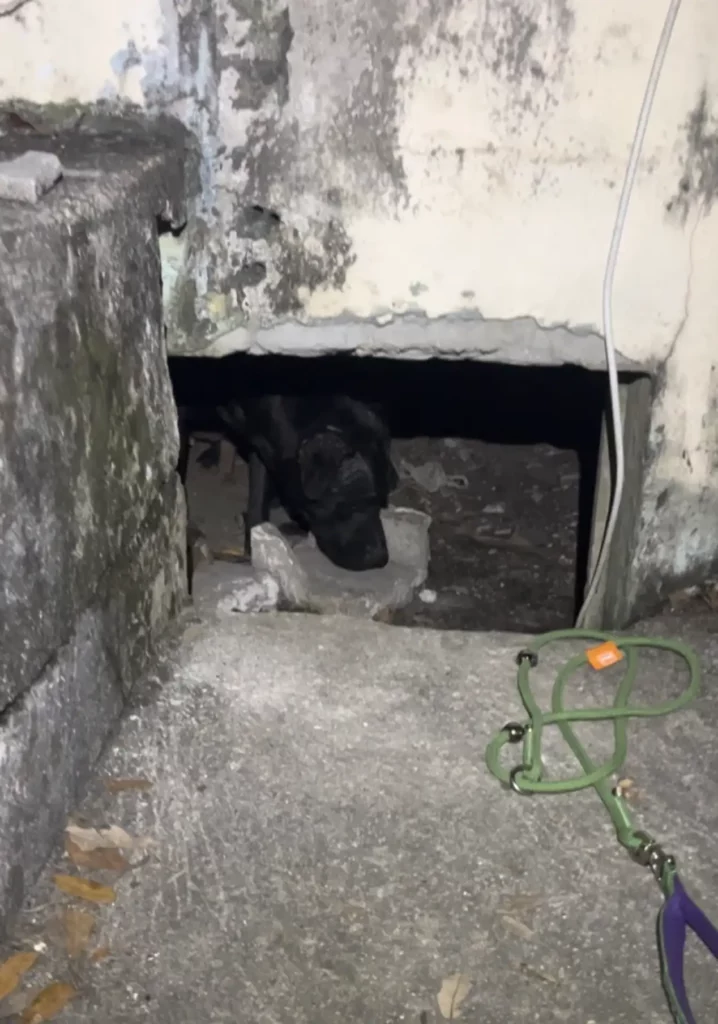 Egyedül bújt el a babáival – de valaki megtalálta 2 scale 1 6