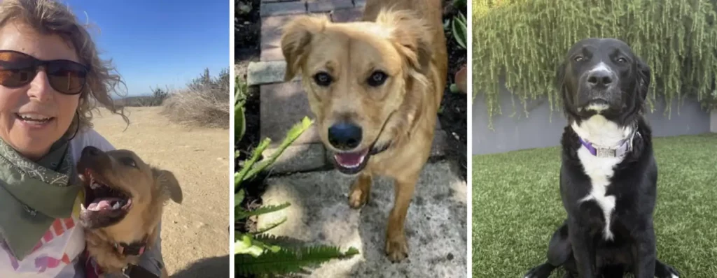 Egy elhagyott medencében találták meg őket – 10 apró élet, egy esély 4 scale 3 5
