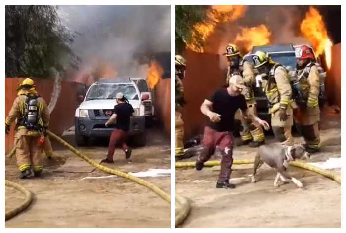 QT dog saved
