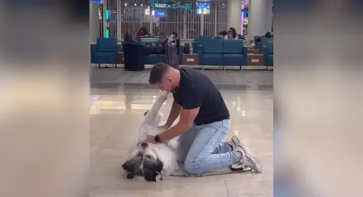 dog airportzmt