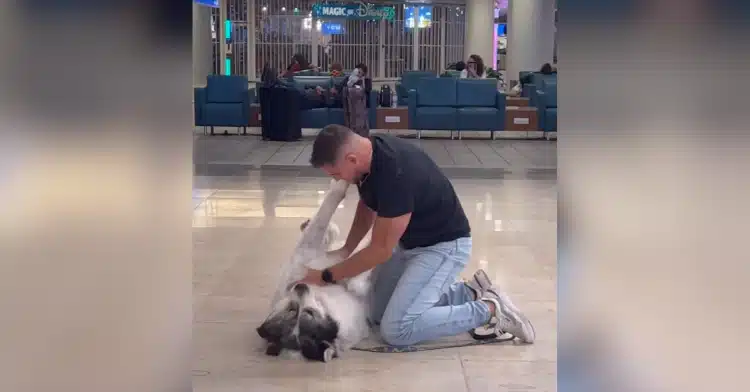 dog airportzmt