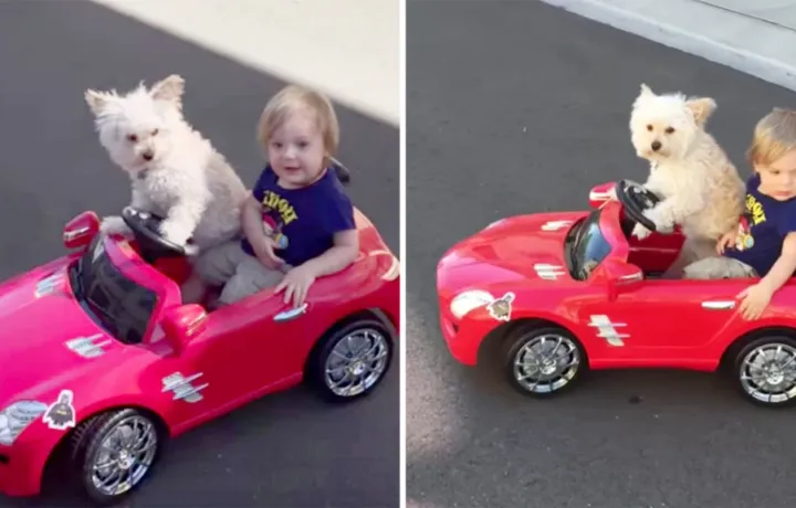 dog drives boy today 151009 tease