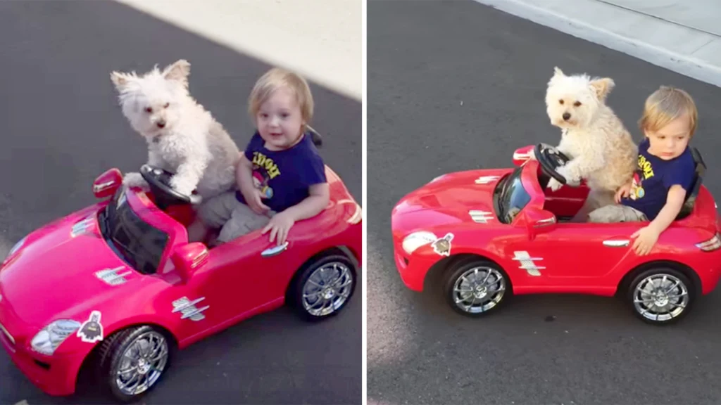 dog drives boy today 151009 tease