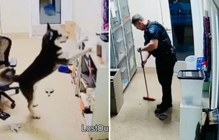 husky escapes kennel officer responds scaled