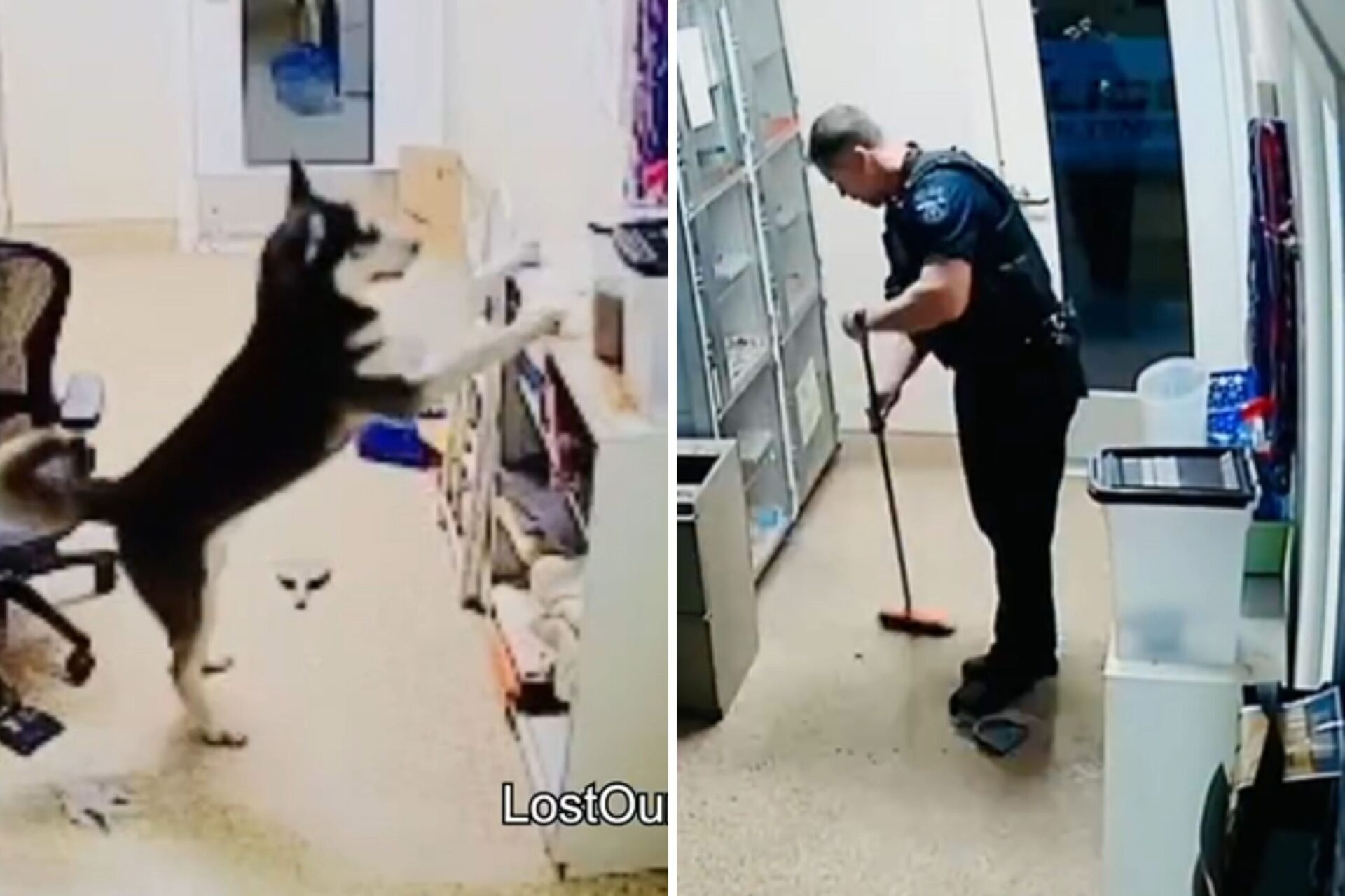 husky escapes kennel officer responds scaled