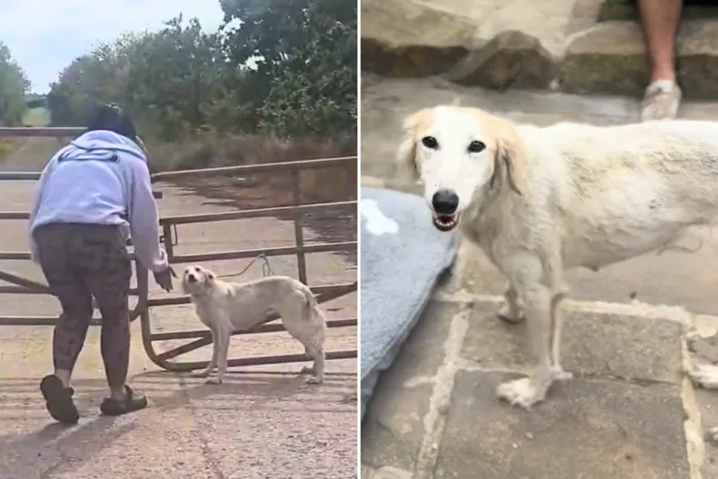 nova abandoned dog