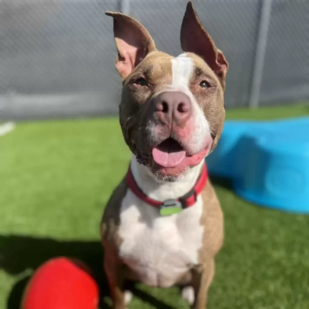 🐶 Arizona: A menhelyi kutya, aki több mint ezer napja vár a csodára 2 scale 1 8
