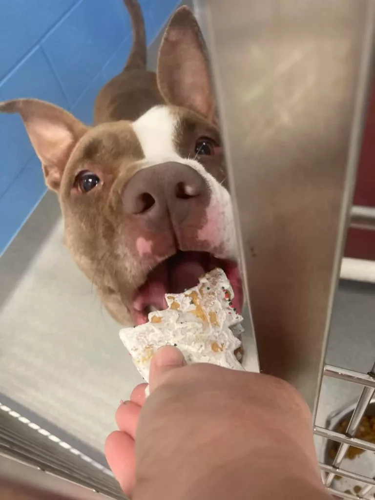 🐶 Arizona: A menhelyi kutya, aki több mint ezer napja vár a csodára 1 scale 11