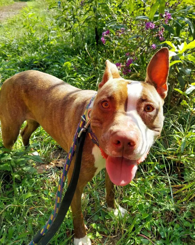 🐶 Arizona: A menhelyi kutya, aki több mint ezer napja vár a csodára 3 scale 2 7