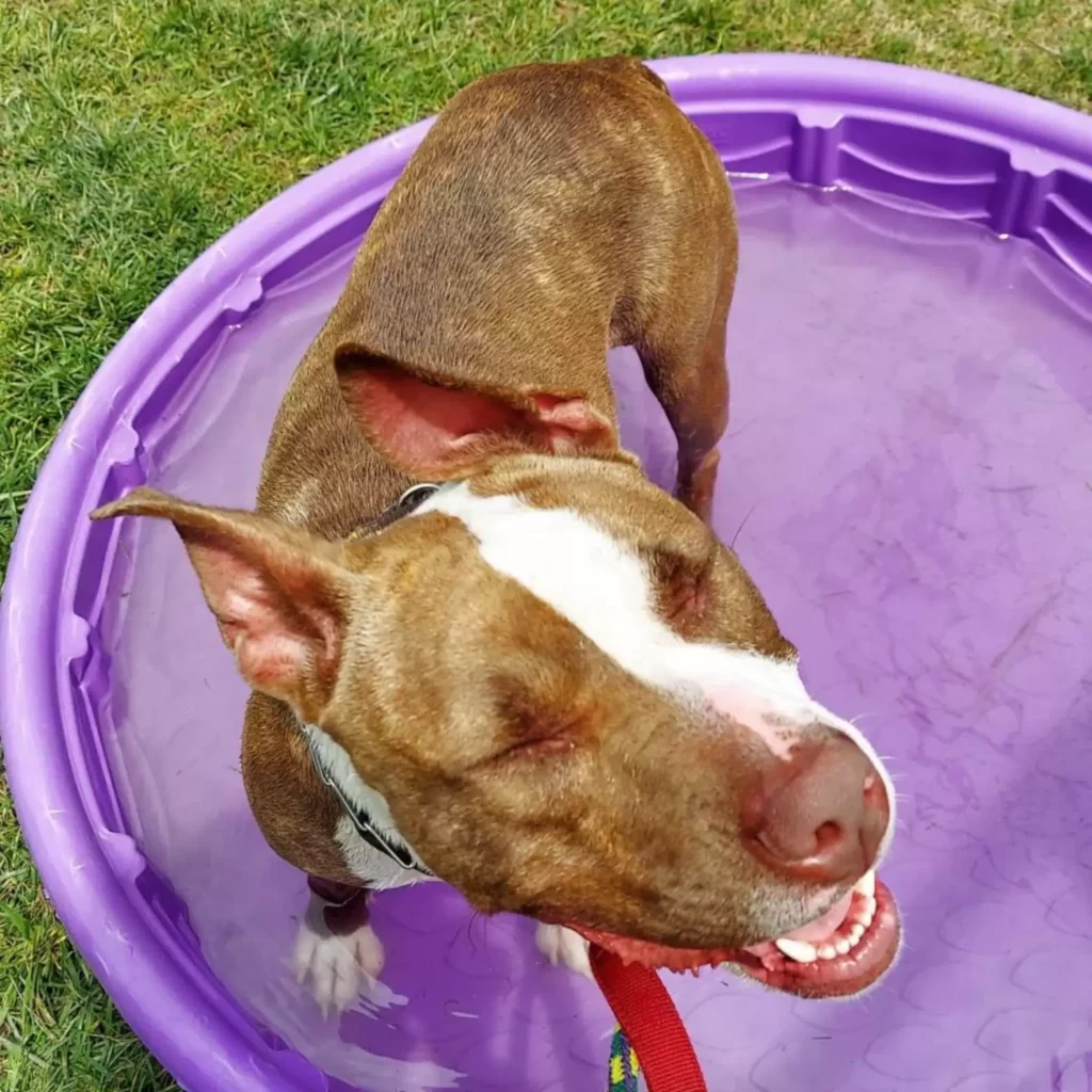 🐶 Arizona: A menhelyi kutya, aki több mint ezer napja vár a csodára 4 scale 3 6