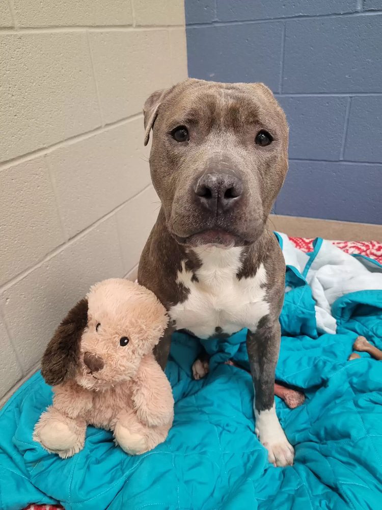 shelter dog with one ear 2