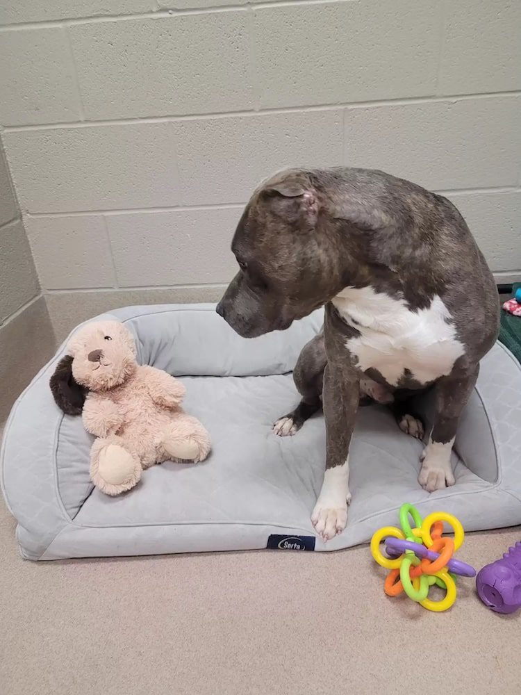 shelter dog with one ear 3