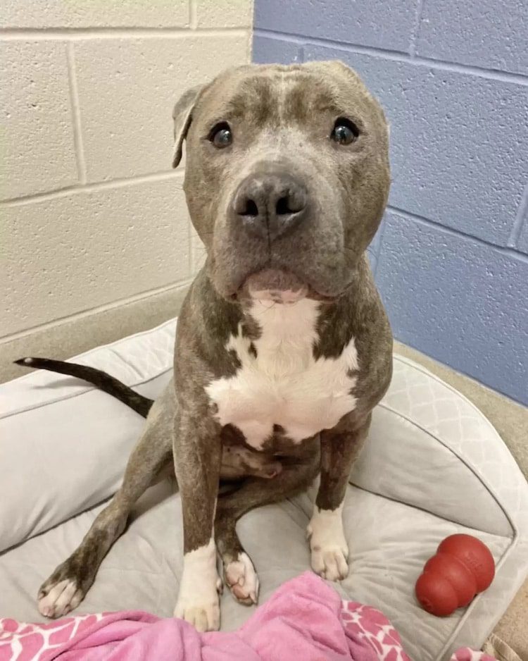 shelter dog with one ear 5