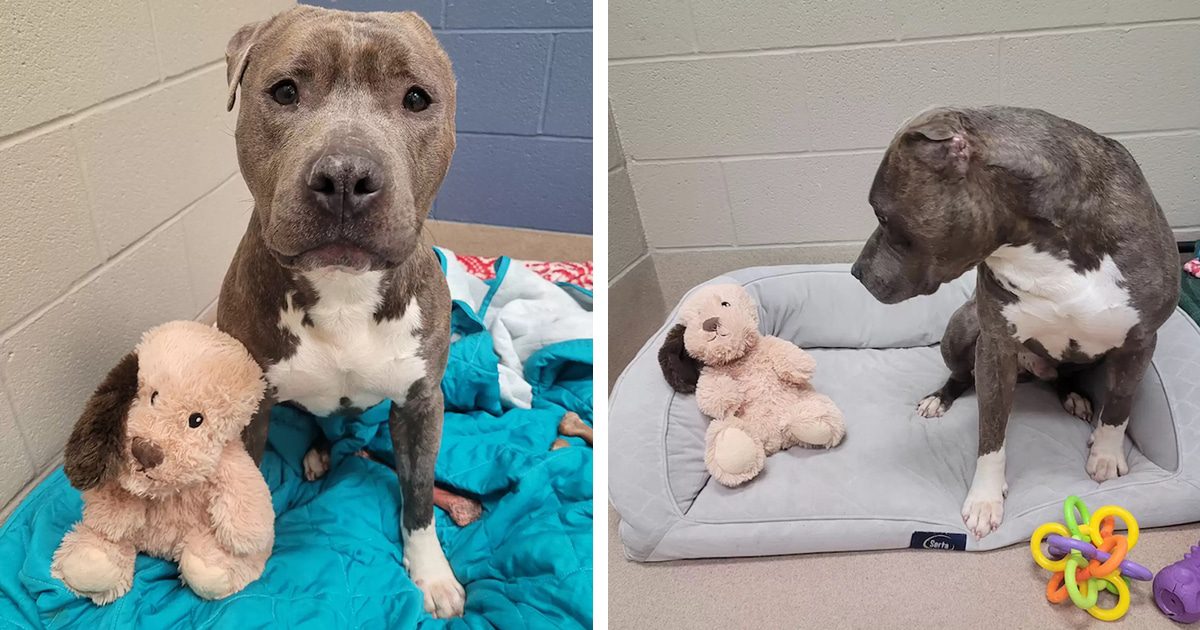 shelter dog with one ear fb thumbnail