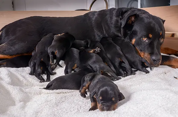 Tizenöt csoda egy éjjel: Jessi, a szuperszülő rottweiler 1 02 1.jpg