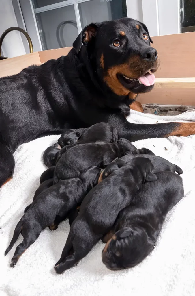Tizenöt csoda egy éjjel: Jessi, a szuperszülő rottweiler 2 03.jpg