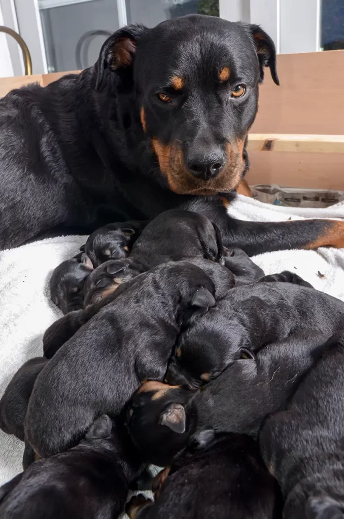 Tizenöt csoda egy éjjel: Jessi, a szuperszülő rottweiler 3 04.jpg