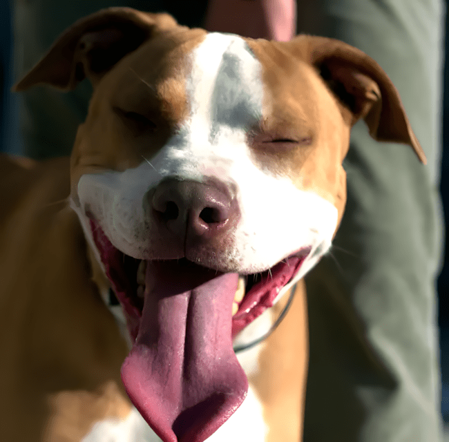 11 dolog, amit csak az ért meg, akinek pitbull lakik a kanapéján 1 11 dolog amit csak a pitbullos gazdik ertenek meg igazan1.jpg