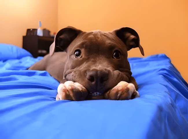 11 dolog amit csak a pitbullos gazdik ertenek meg igazan10.jpeg