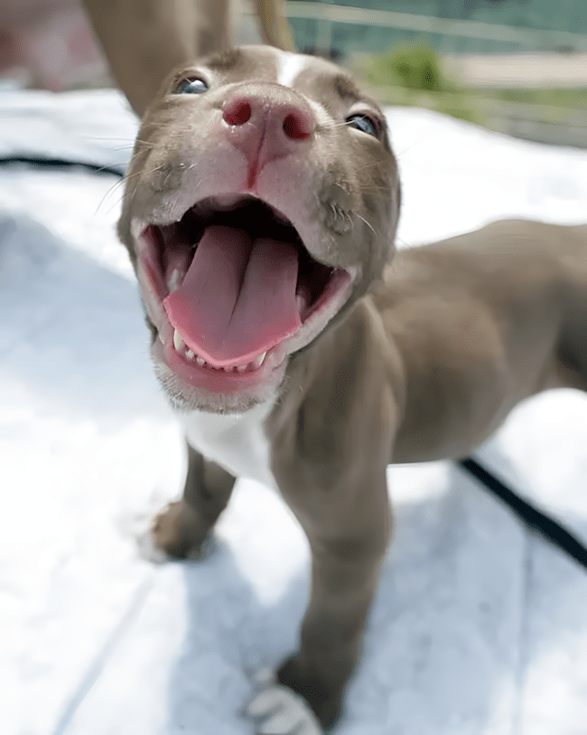 11 dolog, amit csak az ért meg, akinek pitbull lakik a kanapéján 11 11 dolog amit csak a pitbullos gazdik ertenek meg igazan11.png