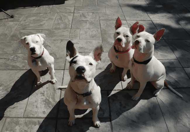 11 dolog, amit csak az ért meg, akinek pitbull lakik a kanapéján 2 11 dolog amit csak a pitbullos gazdik ertenek meg igazan2.jpg