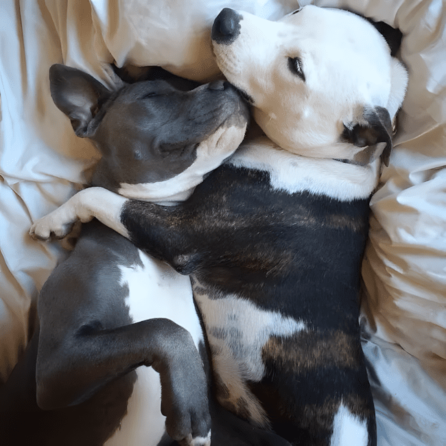 11 dolog, amit csak az ért meg, akinek pitbull lakik a kanapéján 3 11 dolog amit csak a pitbullos gazdik ertenek meg igazan3.jpg