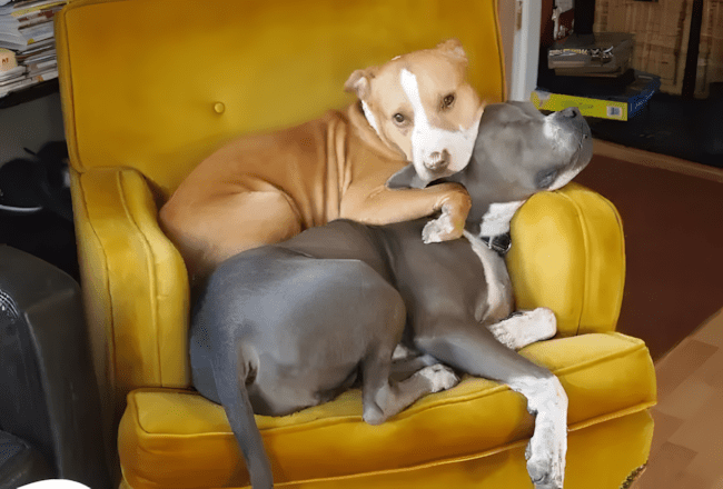 11 dolog, amit csak az ért meg, akinek pitbull lakik a kanapéján 4 11 dolog amit csak a pitbullos gazdik ertenek meg igazan4.jpg
