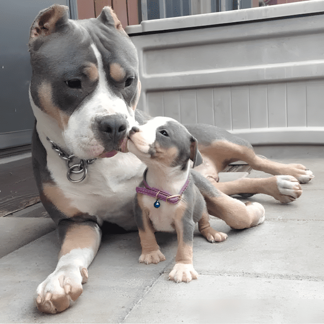 11 dolog, amit csak az ért meg, akinek pitbull lakik a kanapéján 5 11 dolog amit csak a pitbullos gazdik ertenek meg igazan5.jpg