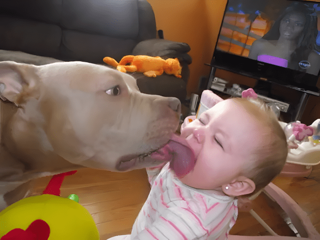 11 dolog, amit csak az ért meg, akinek pitbull lakik a kanapéján 6 11 dolog amit csak a pitbullos gazdik ertenek meg igazan6.jpg