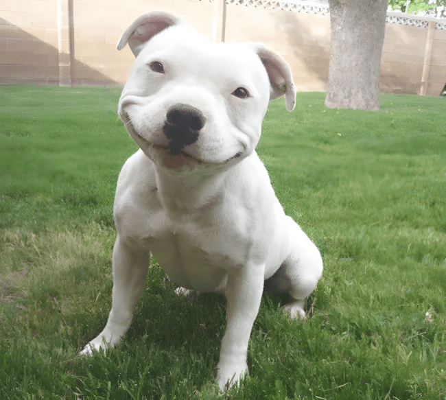 11 dolog, amit csak az ért meg, akinek pitbull lakik a kanapéján 7 11 dolog amit csak a pitbullos gazdik ertenek meg igazan7.jpg