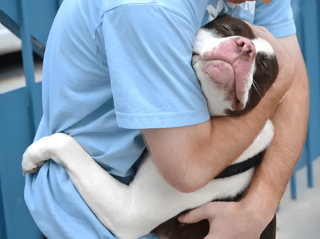 11 dolog, amit csak az ért meg, akinek pitbull lakik a kanapéján 8 11 dolog amit csak a pitbullos gazdik ertenek meg igazan8.jpg