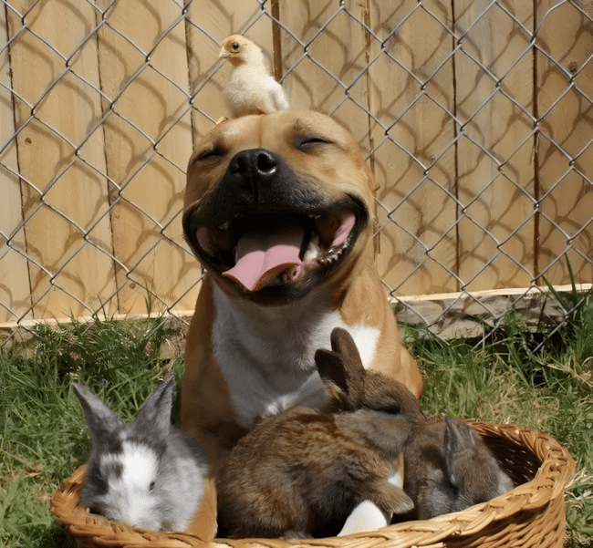 11 dolog, amit csak az ért meg, akinek pitbull lakik a kanapéján 9 11 dolog amit csak a pitbullos gazdik ertenek meg igazan9.jpg