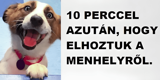 12 allat elotte es utana kepe akiket hazavittek a menhelyrol1 1.jpg