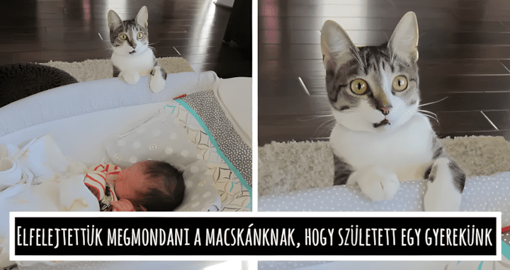 13 alkalom amikor az allatok eletukben eloszor csinaltak valamit.jpg